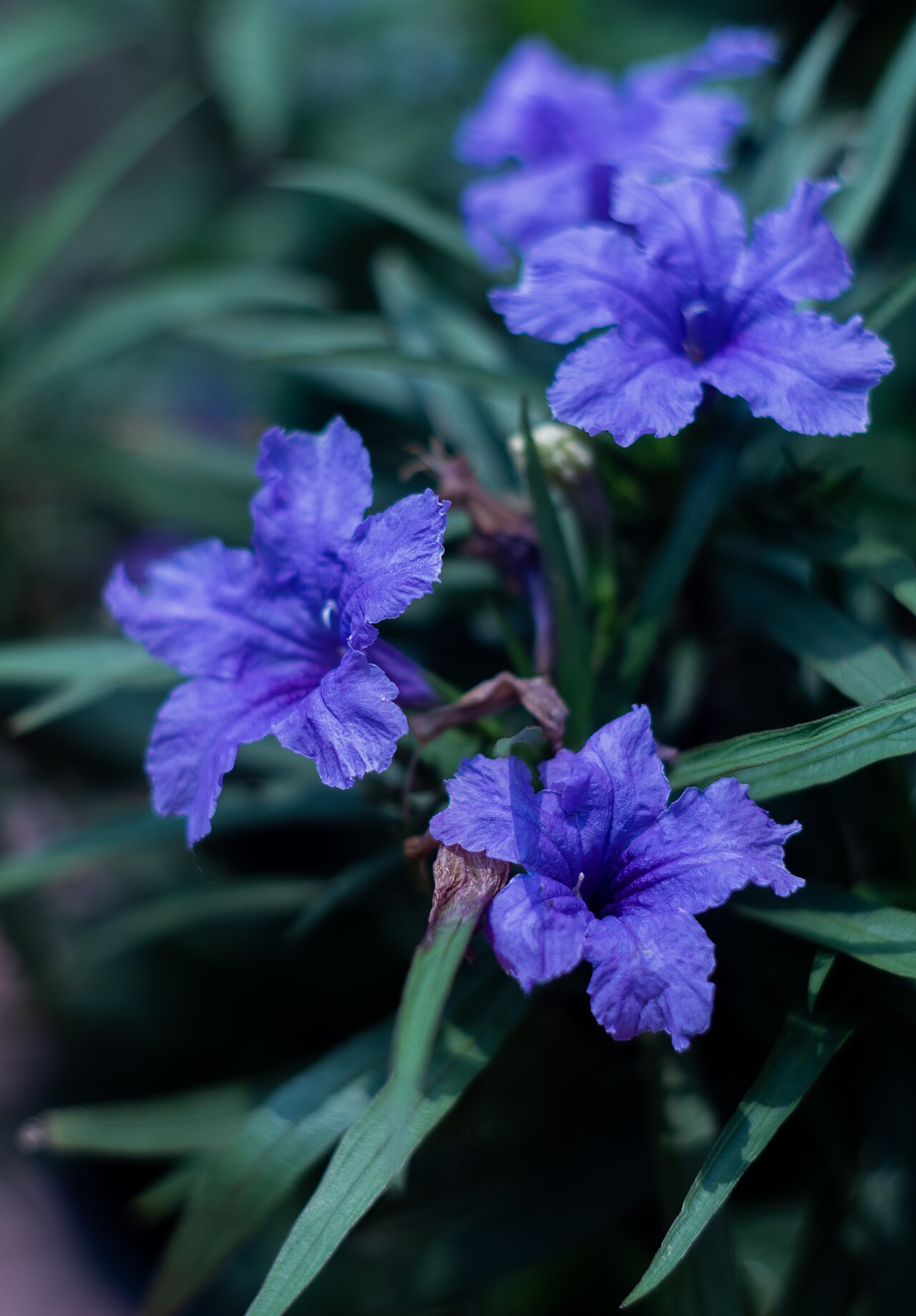 Mexican Ruellia reference