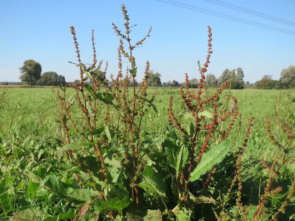 Broad-leaved Dock reference