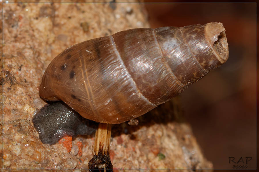 Decollate Snail reference