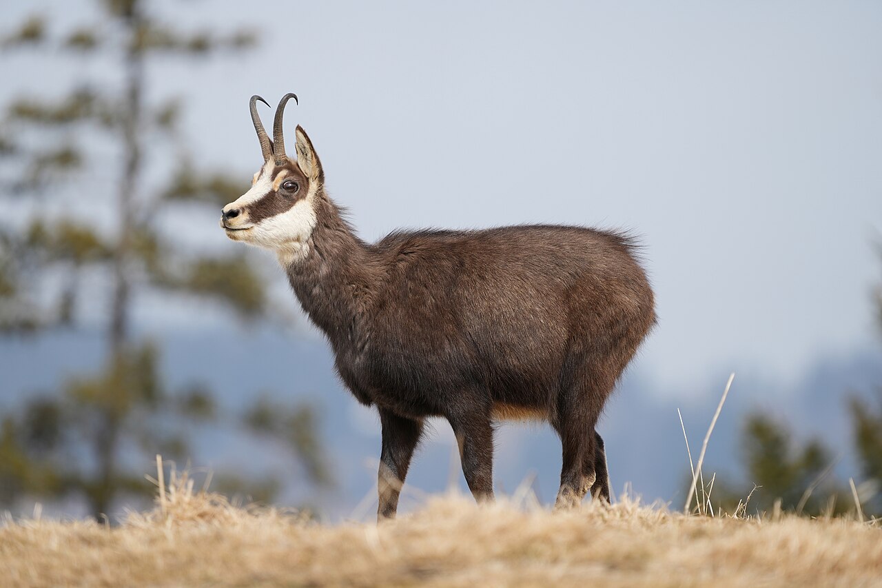 Northern Chamois reference