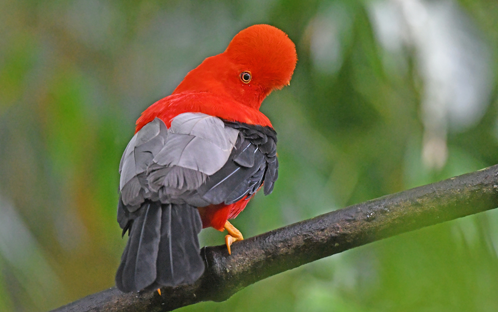 Andean Cock-of-the-Rock reference
