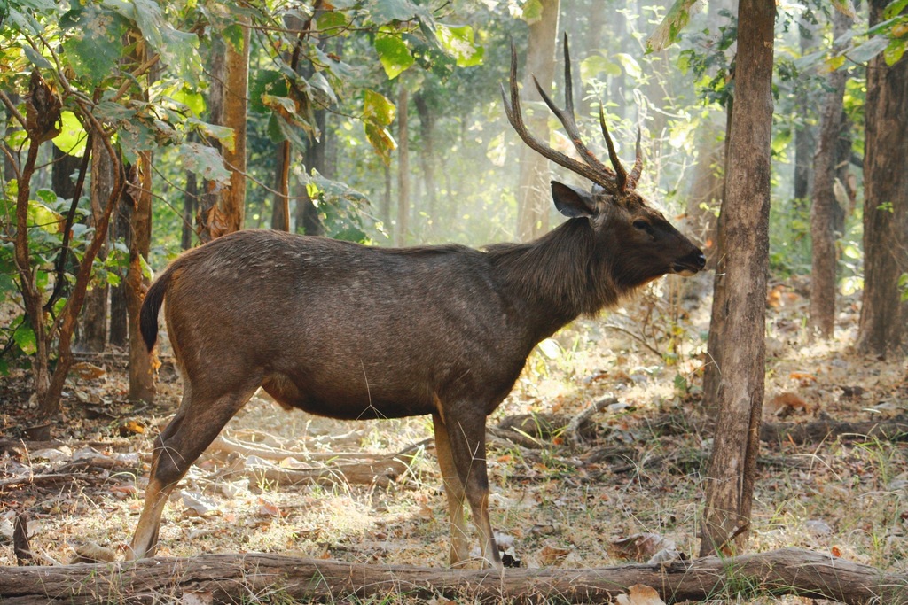 Sambar reference