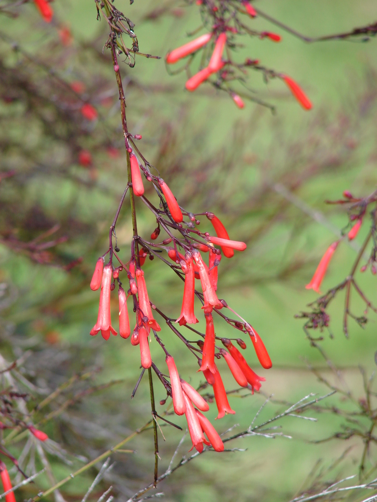 Firecracker plant reference