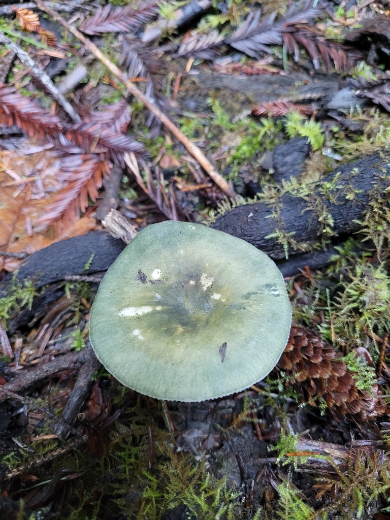 Green Brittlegill reference