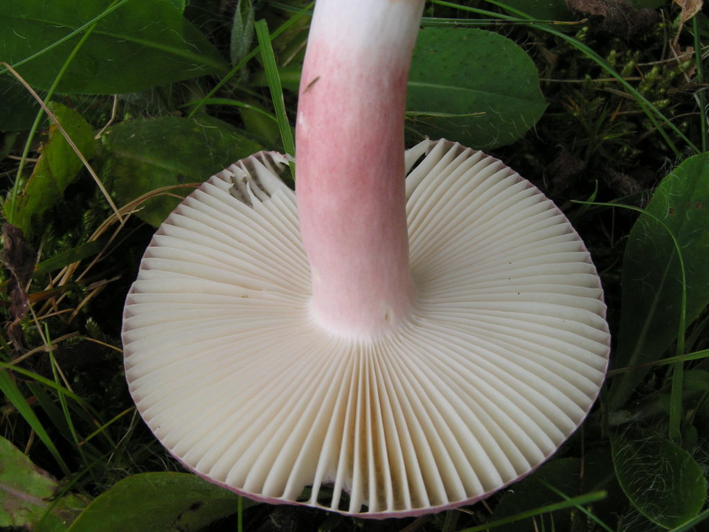 Purple-bloom Russula reference
