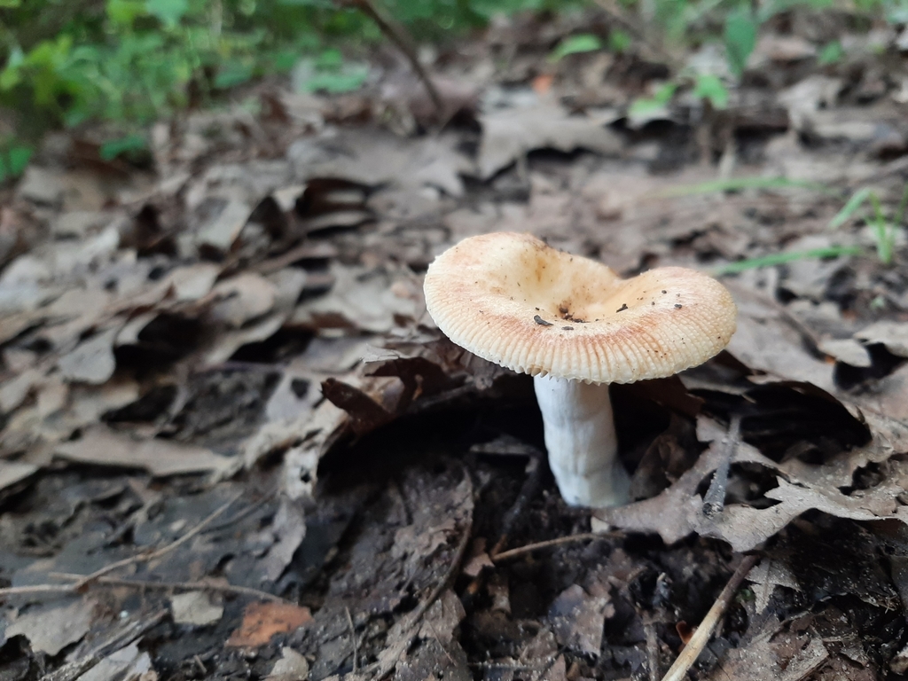 Russula pectinatoides reference