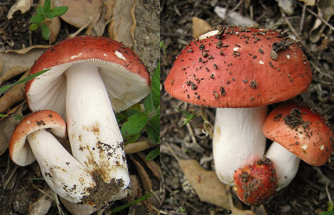 Russula rosea reference