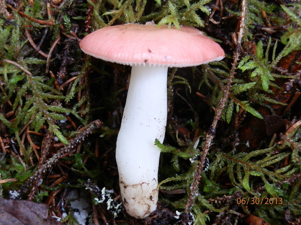 emetic russula reference