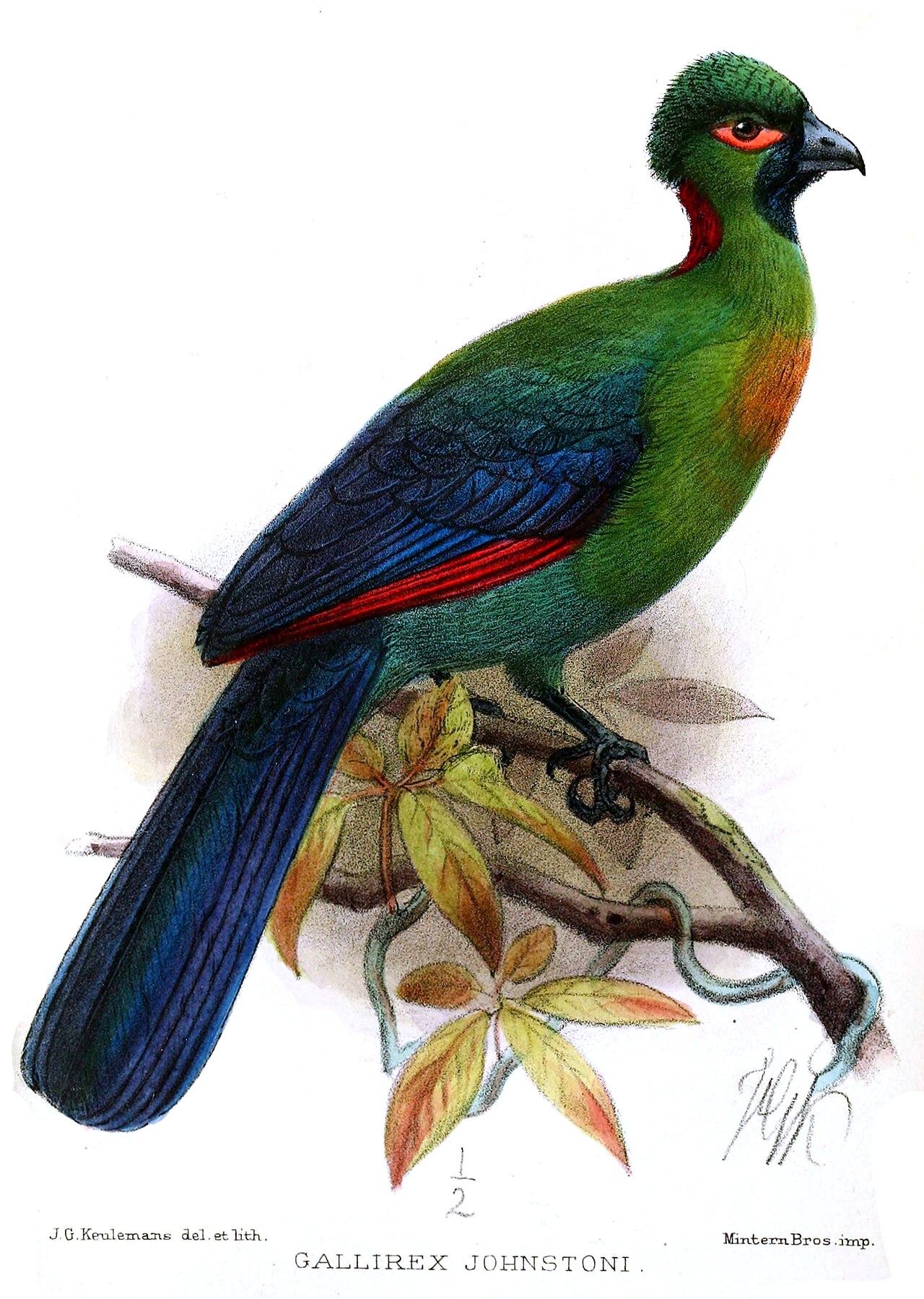 Rwenzori Turaco reference