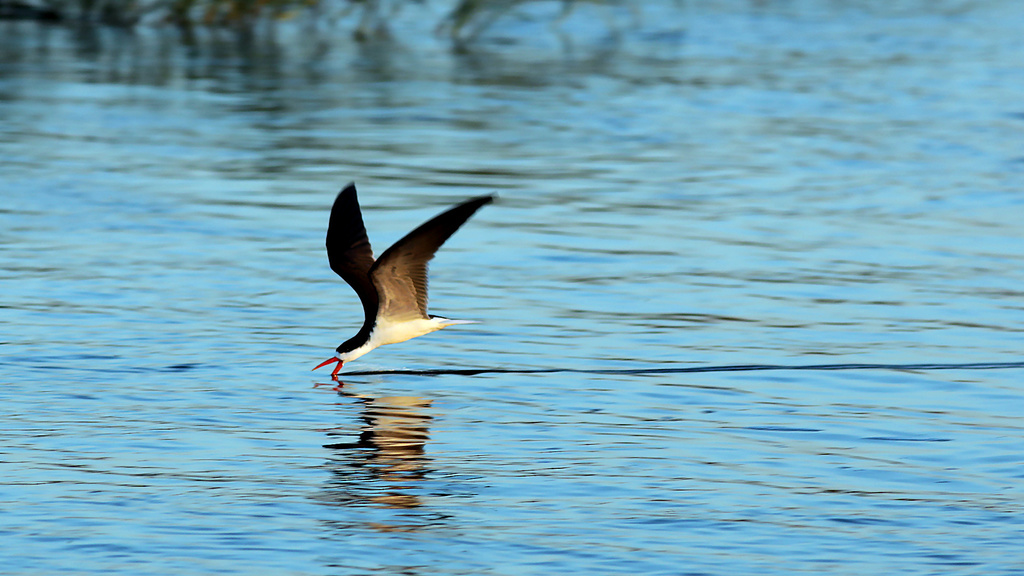 African Skimmer reference