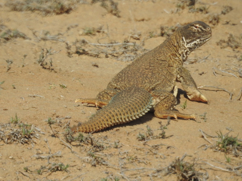 Indian Spiny-tailed Lizard reference