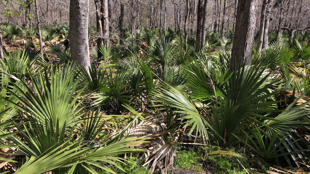 Dwarf Palmetto reference