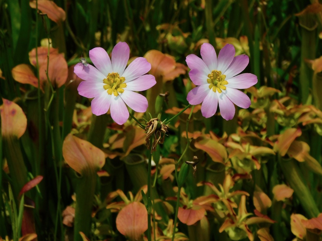 Plymouth Gentian reference