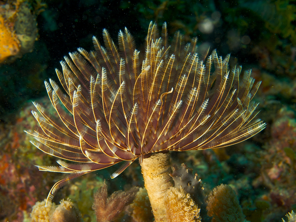 Magnificent Feather Duster Worm reference