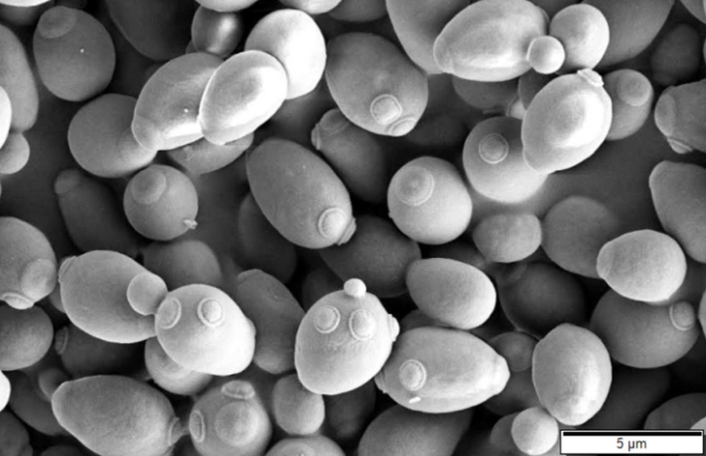 Baker's Yeast reference