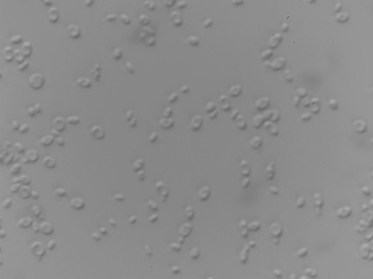 Saccharomyces eubayanus reference