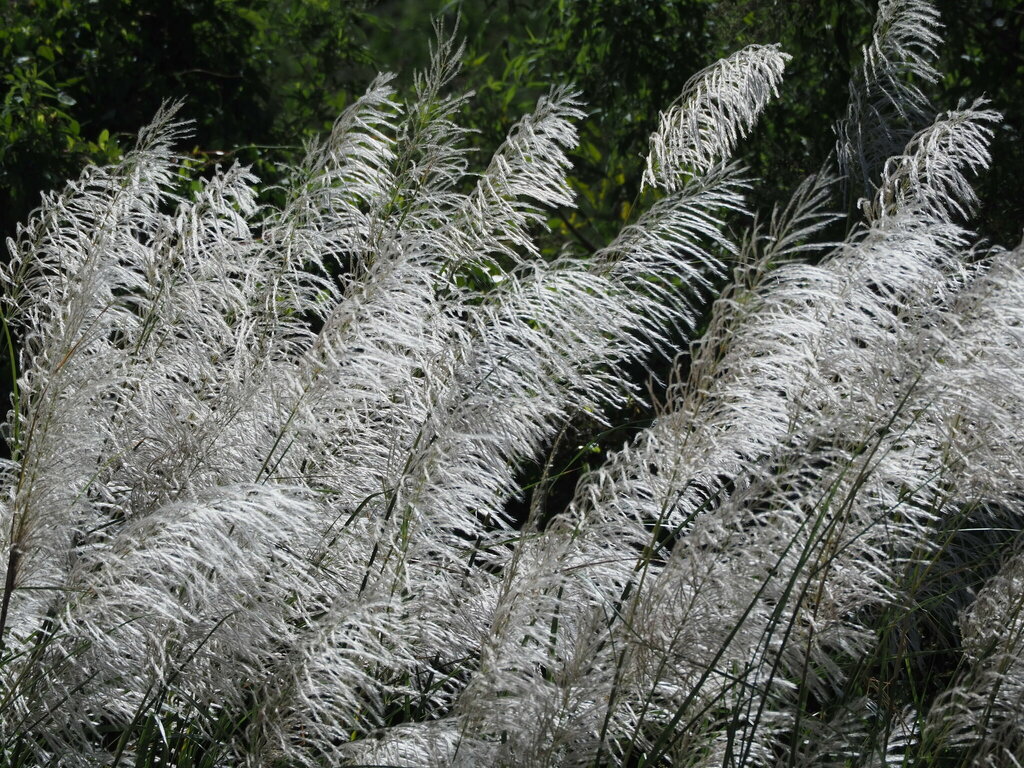 Wild Cane reference