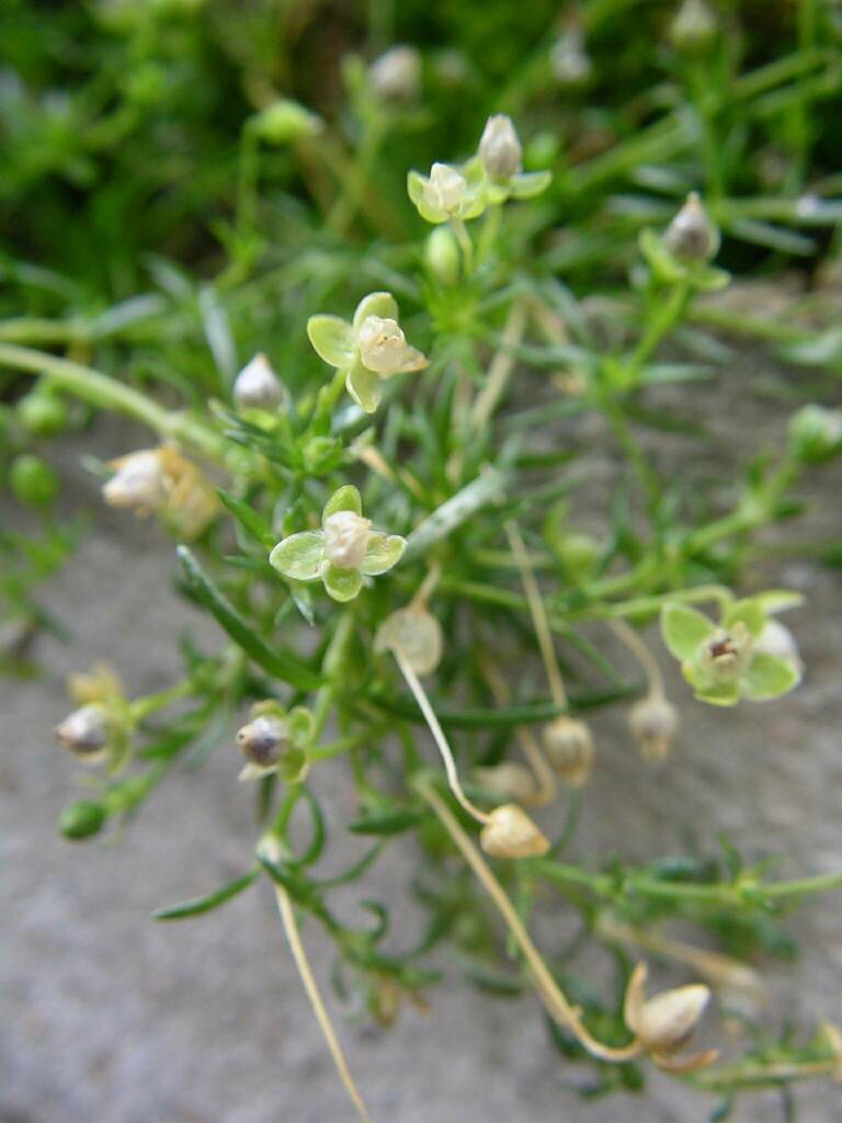 Procumbent Pearlwort reference