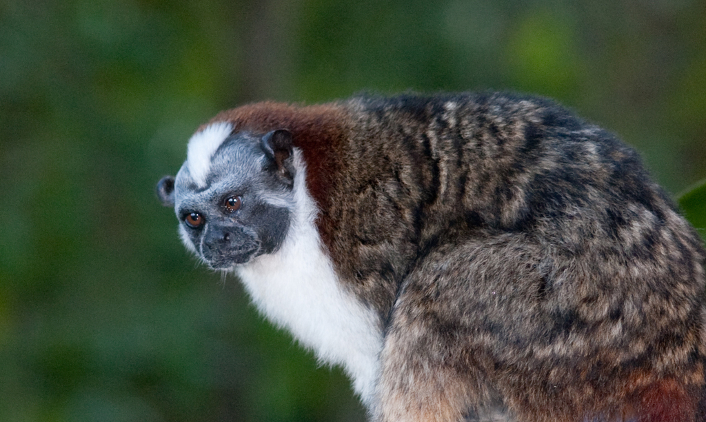 Geoffroy’s Tamarin reference