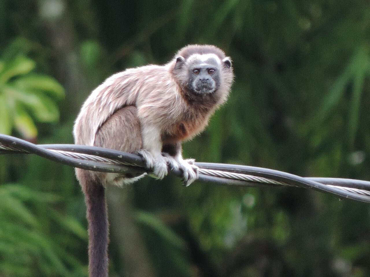 White-footed Tamarin reference