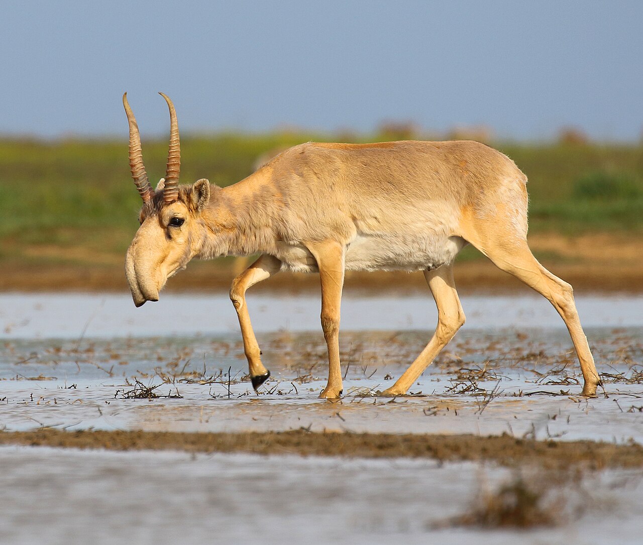 Saiga reference