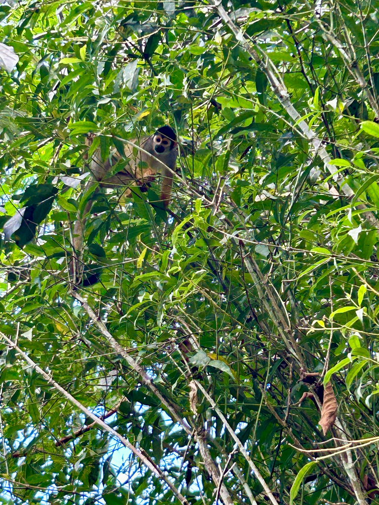 Black-capped Squirrel Monkey reference