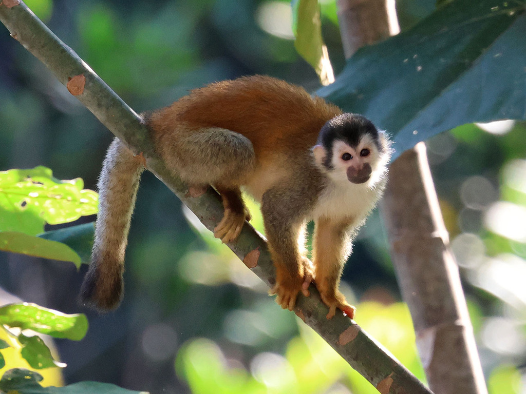 Central American Squirrel Monkey reference