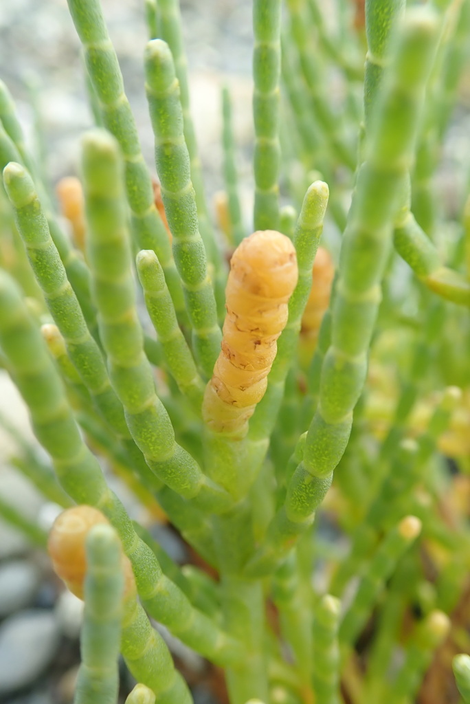 Pacific Glasswort reference