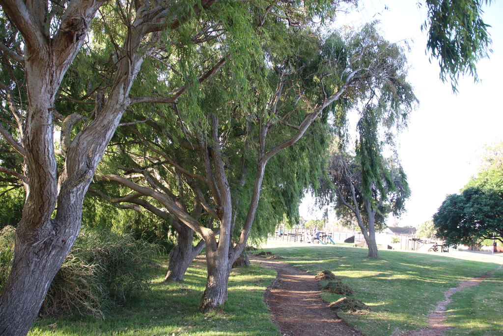 weeping willow reference