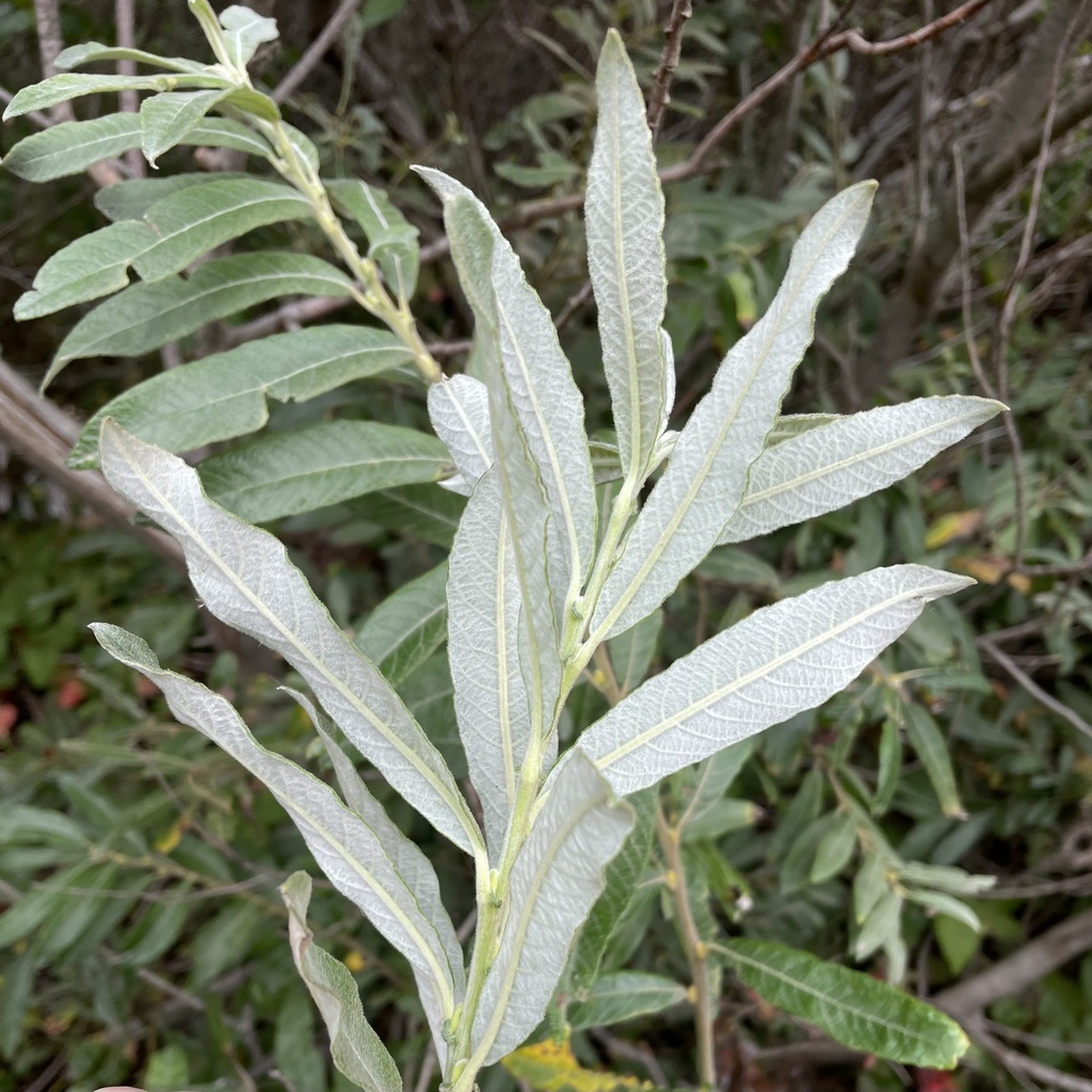 Sitka willow reference
