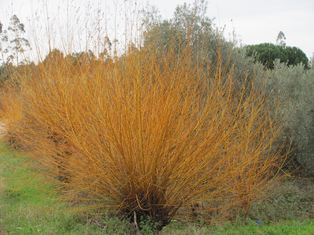 Basket Willow reference