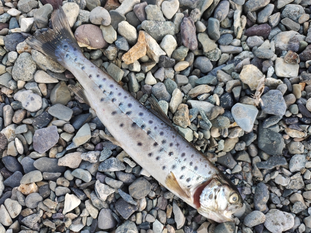 Sevan Trout reference