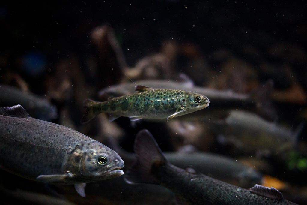 Atlantic Salmon reference