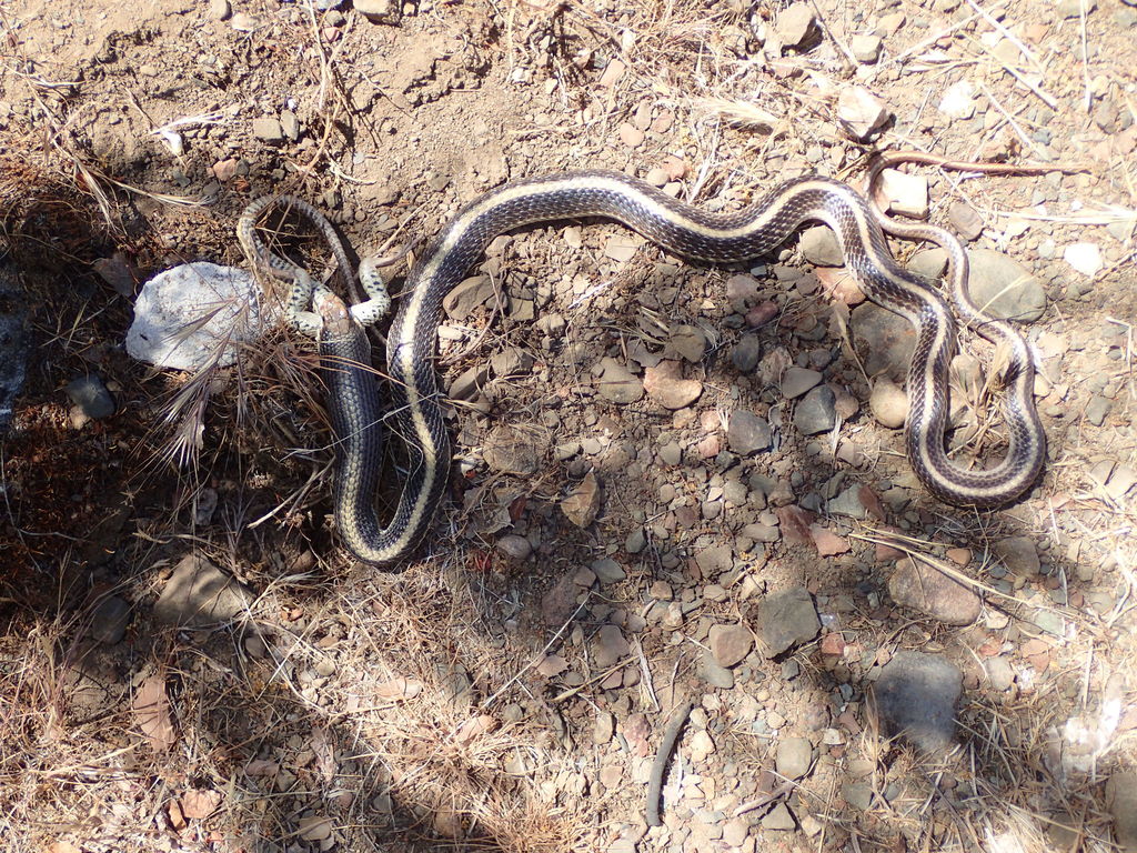 Western Patch-nosed Snake reference