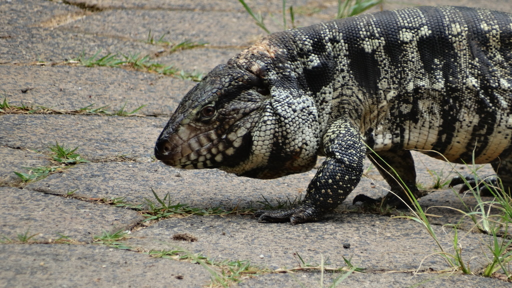 Argentine Black-and-white Tegu reference