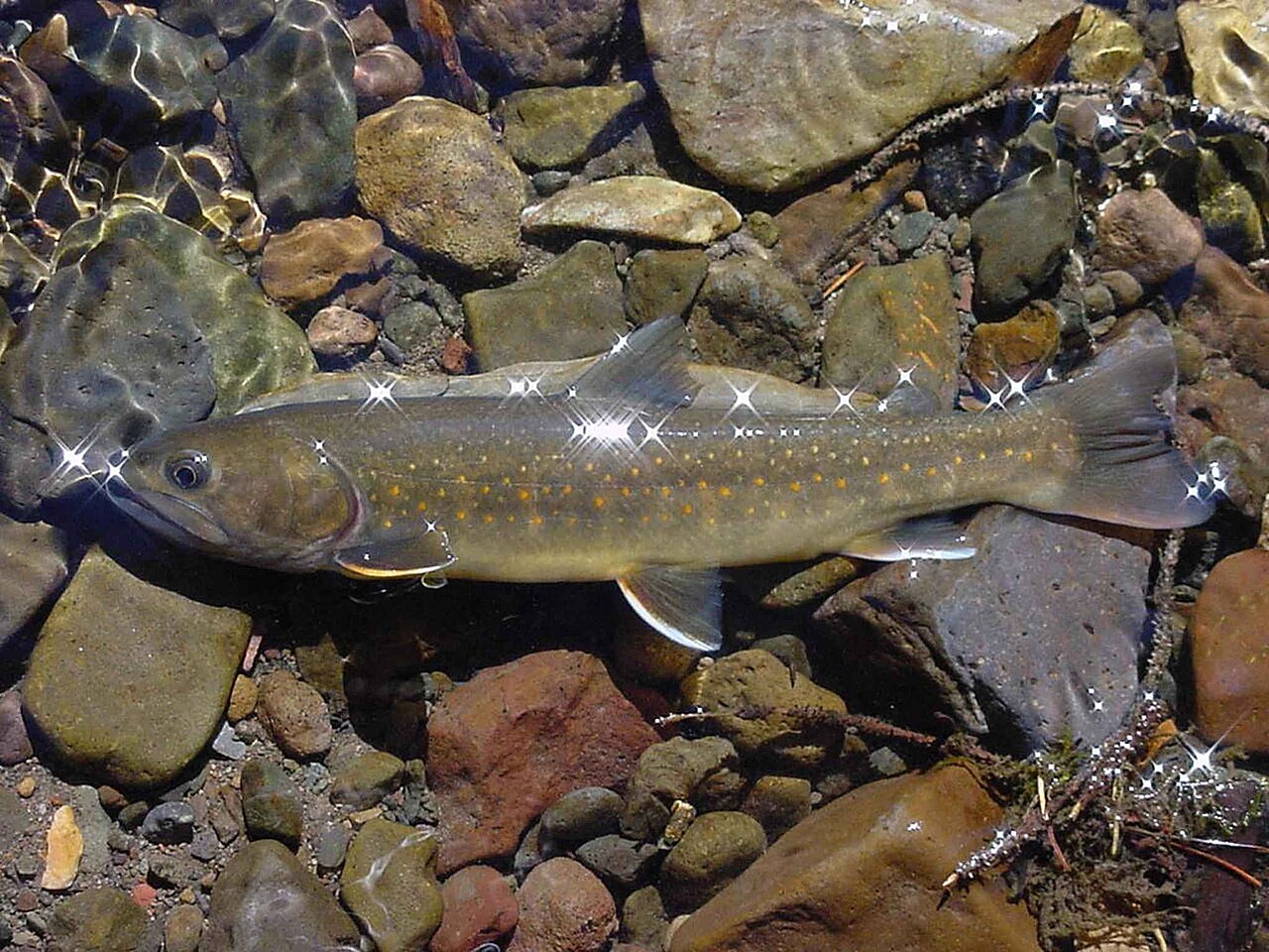 Bull Trout reference