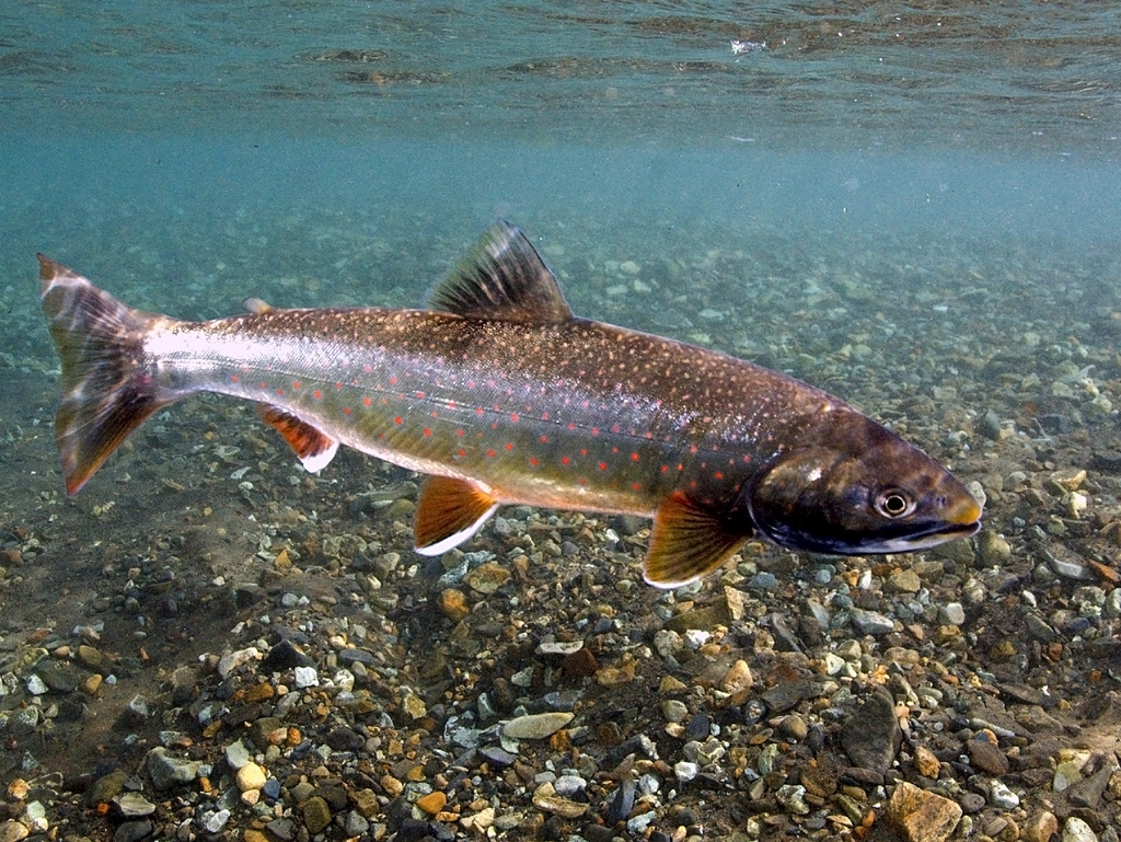 Dolly Varden reference