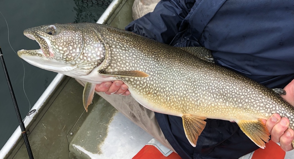 Lake Trout reference