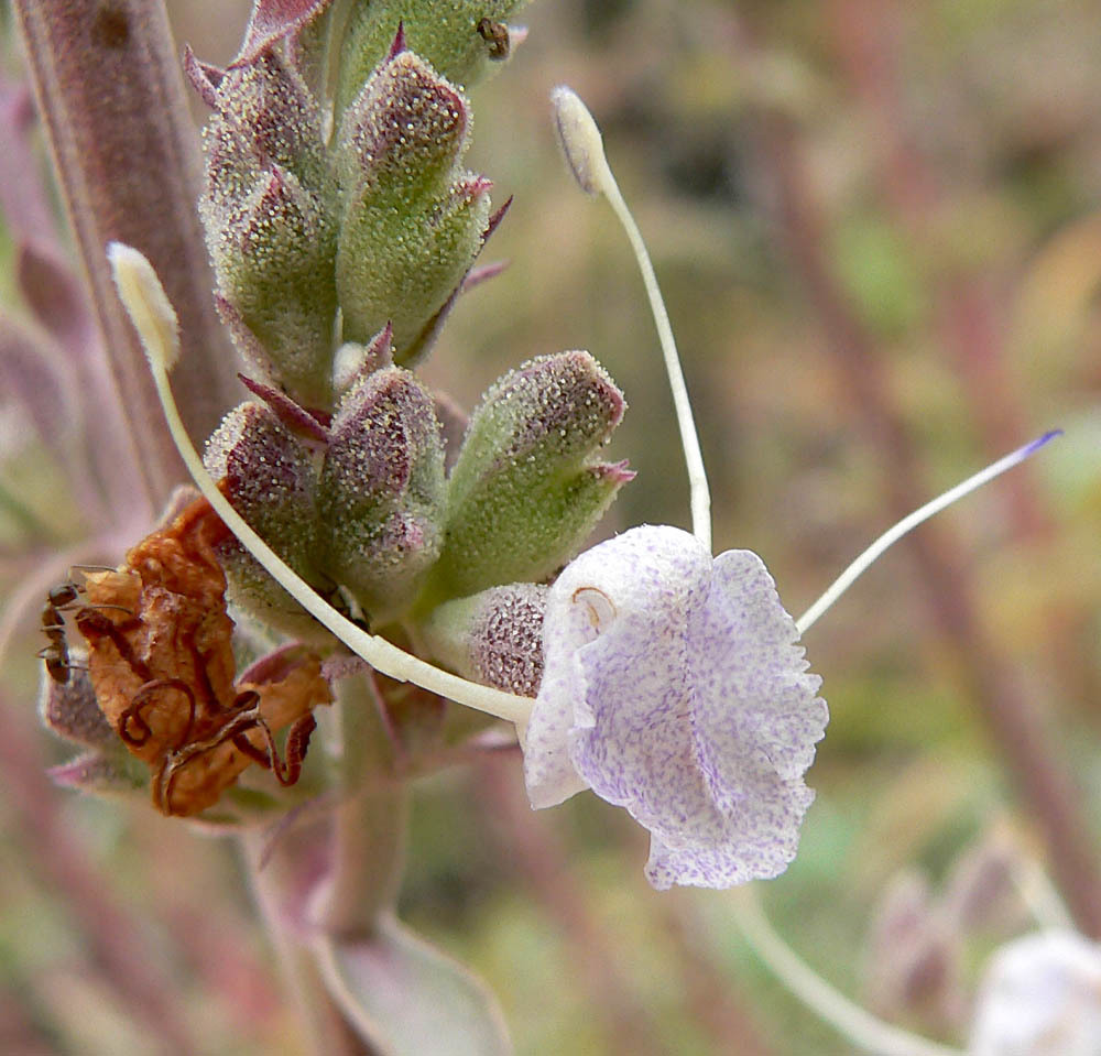 White Sage reference