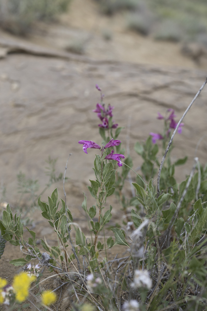 Salvia hydrangea reference