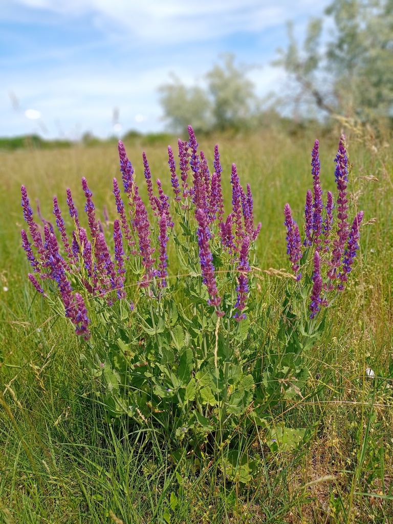 Purple Wood Sage reference