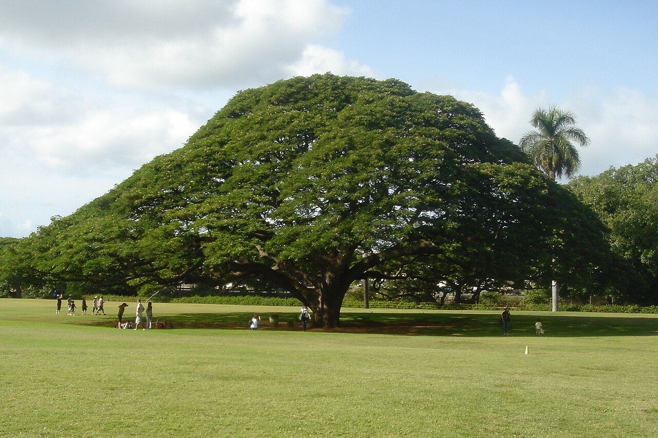 Monkey Pod Tree reference