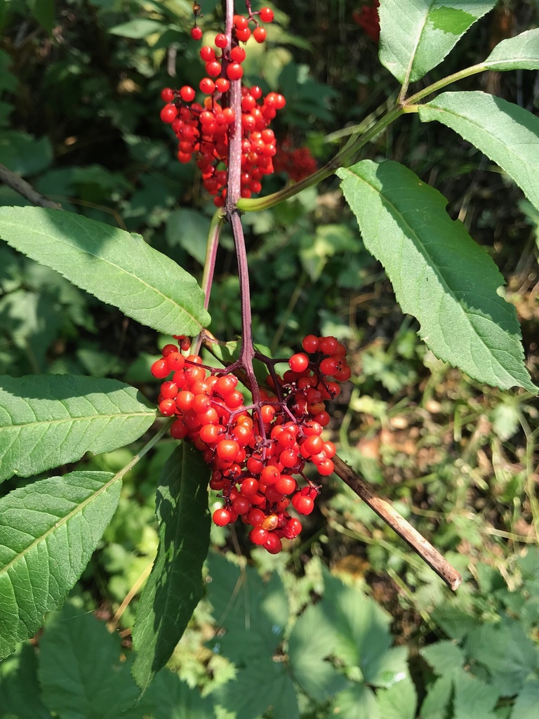 red-berried elder reference