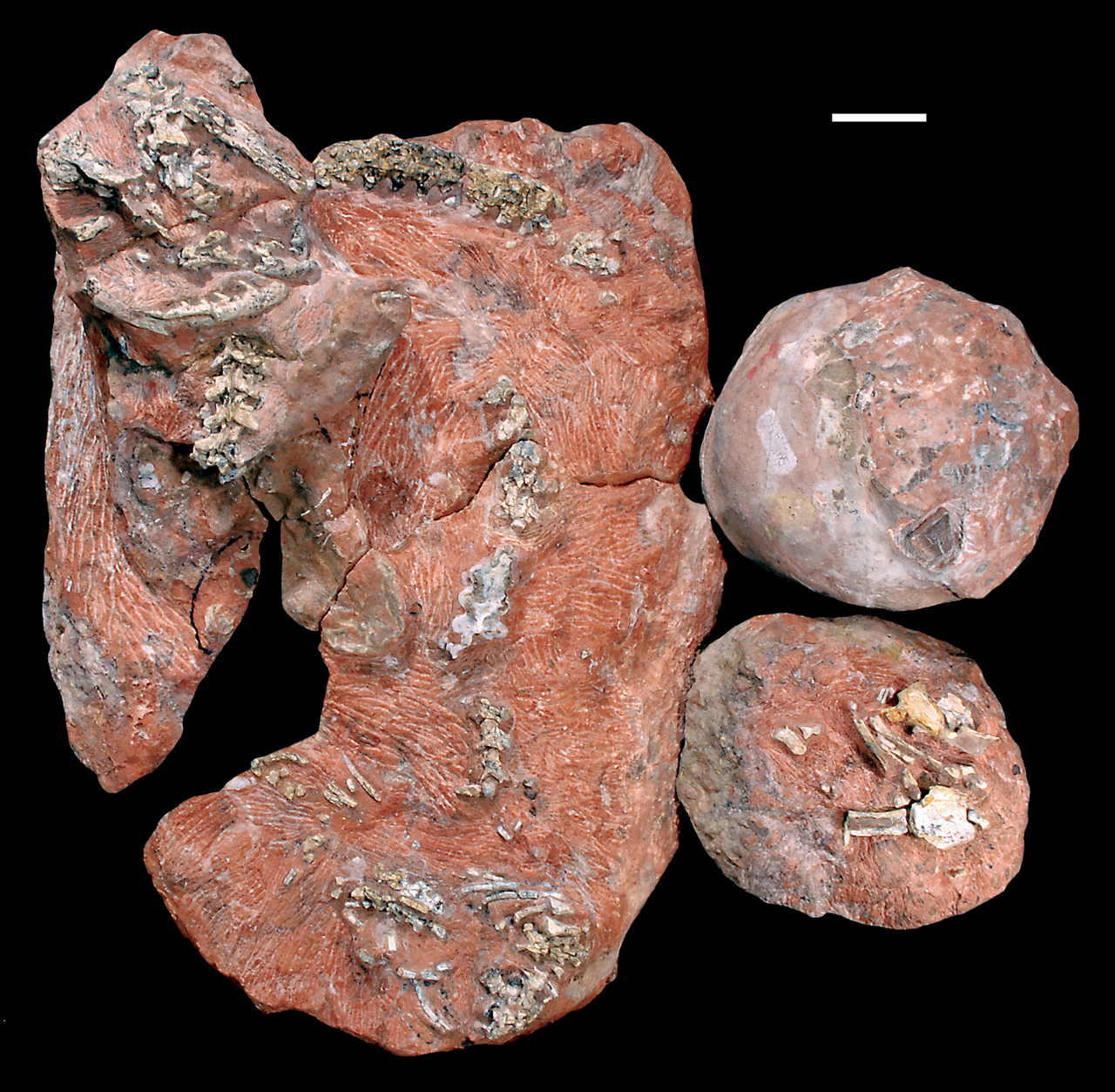 Sanajeh indicus reference