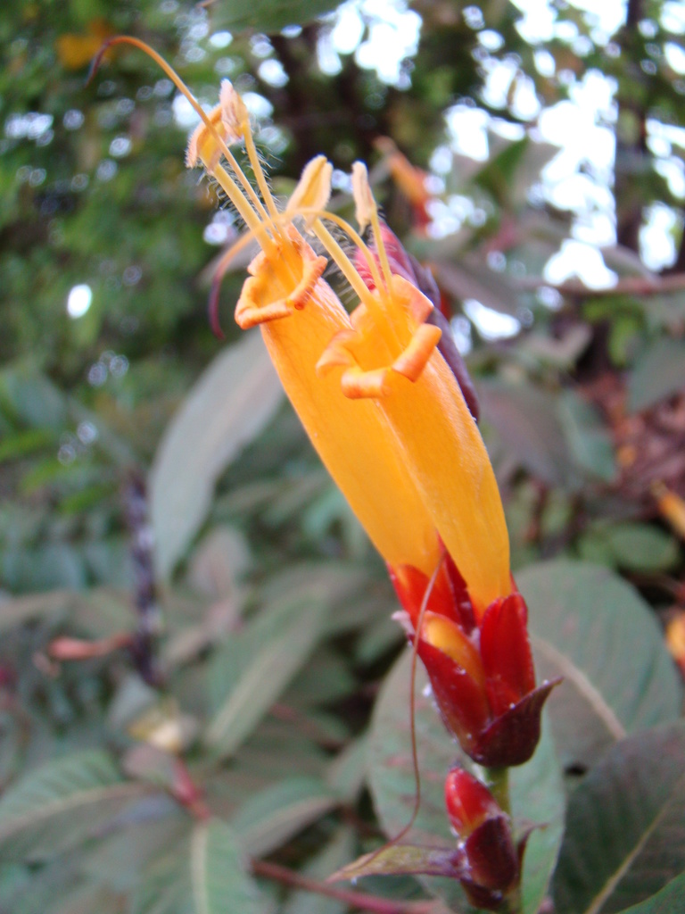 Sanchezia reference