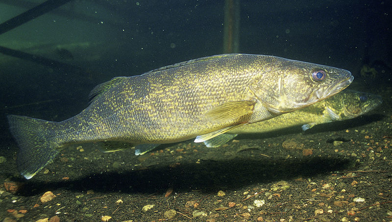 Walleye reference