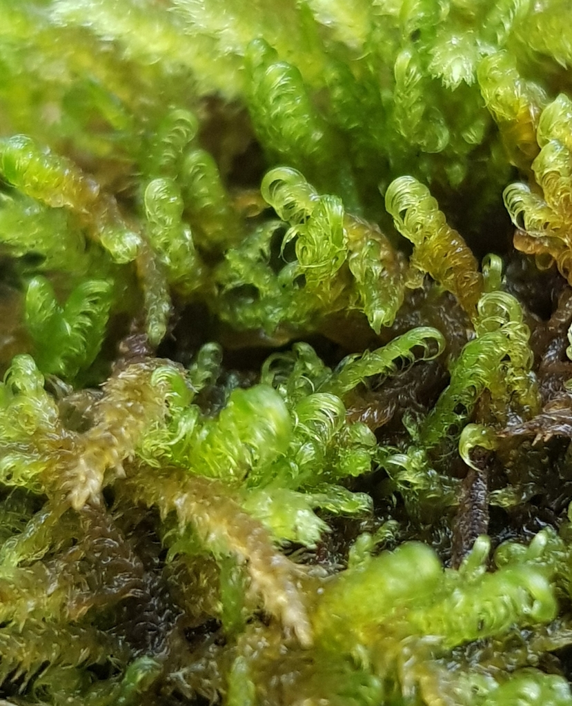 Sickle Moss reference