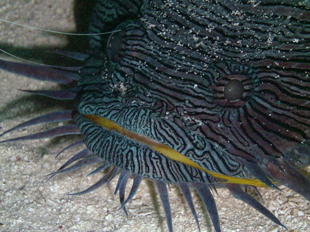 Splendid Toadfish reference
