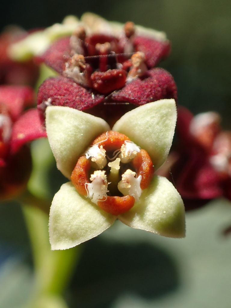 Indian Sandalwood reference