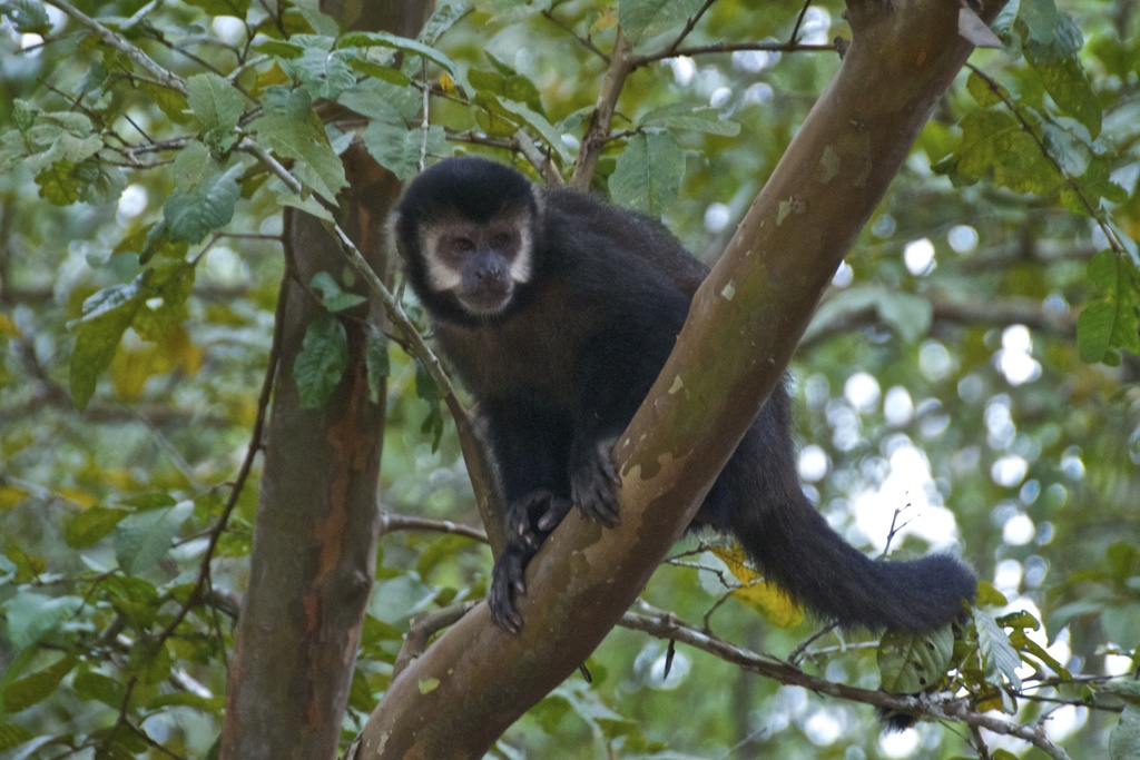 Black capuchin reference